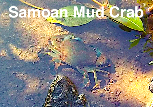 Samoan Crab Sunning Itself.png